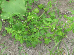 Image of <i>Cardiospermum halicacabum</i>