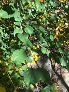 Image of <i>Rhamnus cathartica</i>