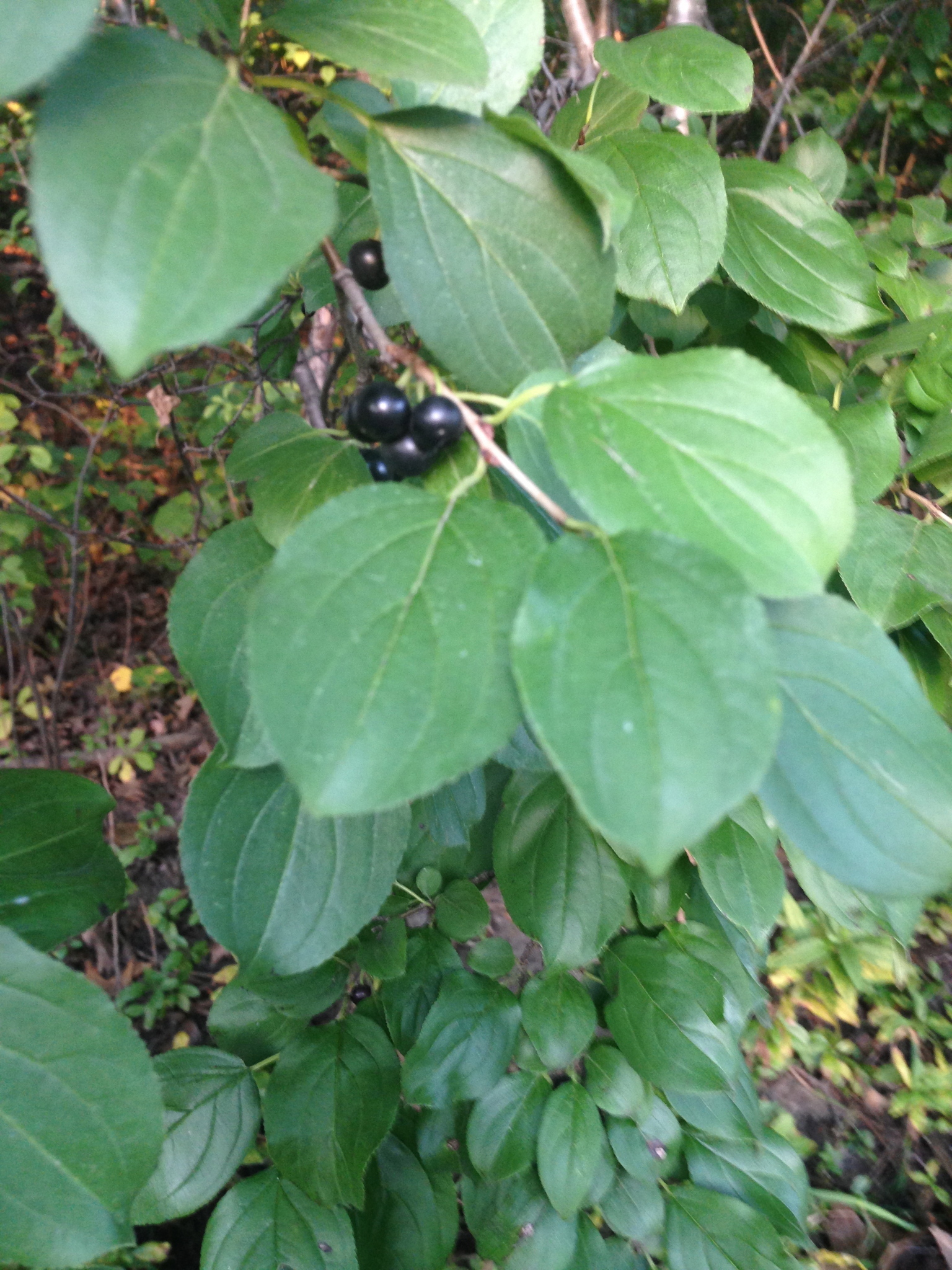 Image of <i>Rhamnus cathartica</i>