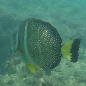 Image of Mustard Surgeonfish