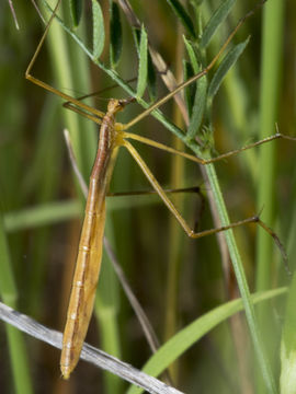 Image of Apterobittacus apterus (MacLachlan 1871)
