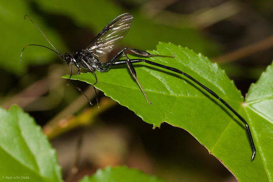 18.https www inaturalist org photos 1148205.580x360