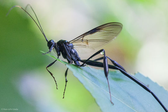 18.https www inaturalist org photos 1148211.580x360
