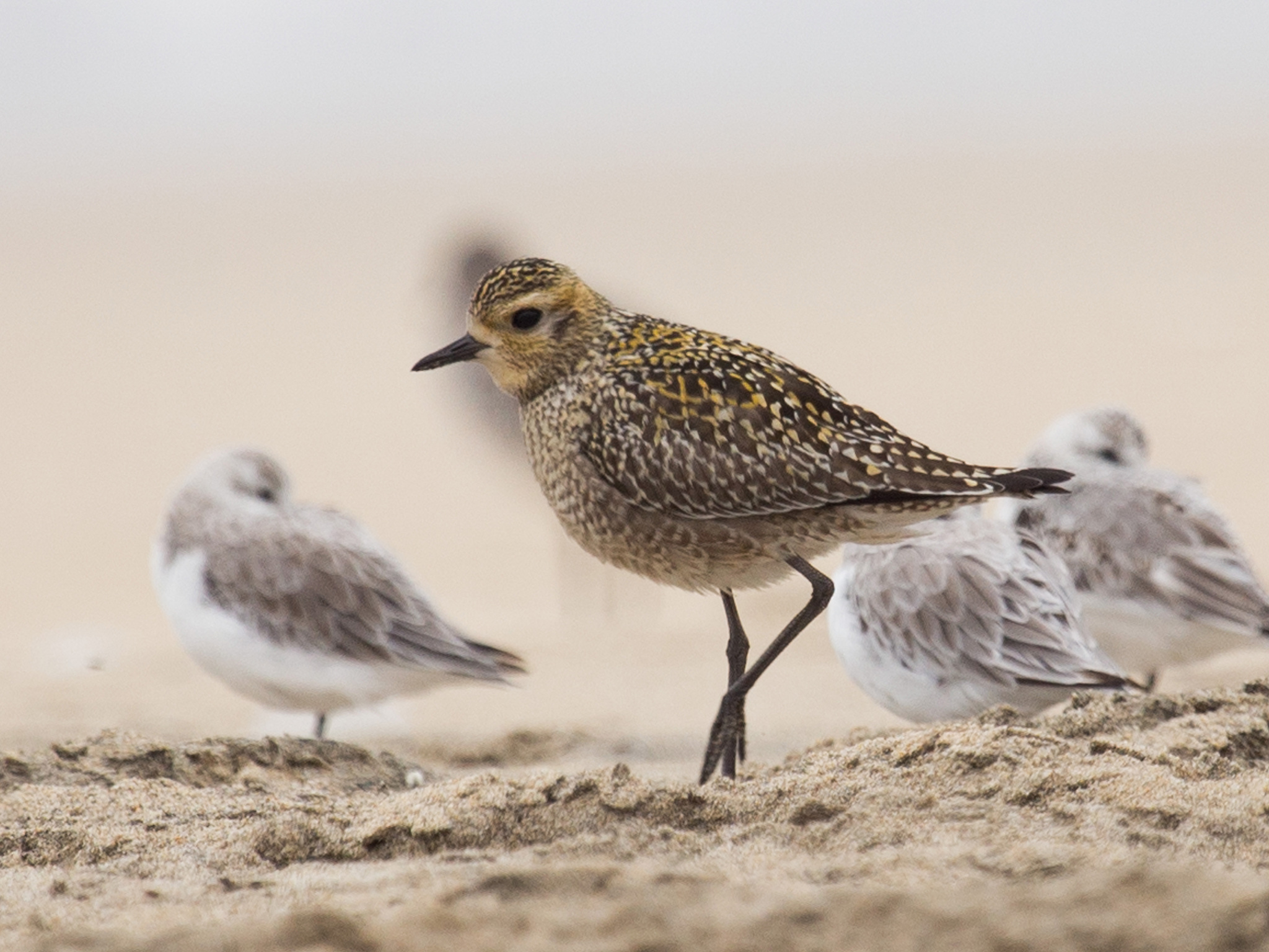 Image of Pacific golden plover