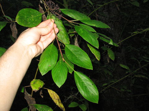 Image of <i>Cornus <i>sericea</i></i> sericea