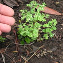 Image of <i>Euphorbia peplus</i>
