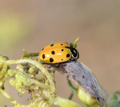 Image of Convergent Lady Beetle