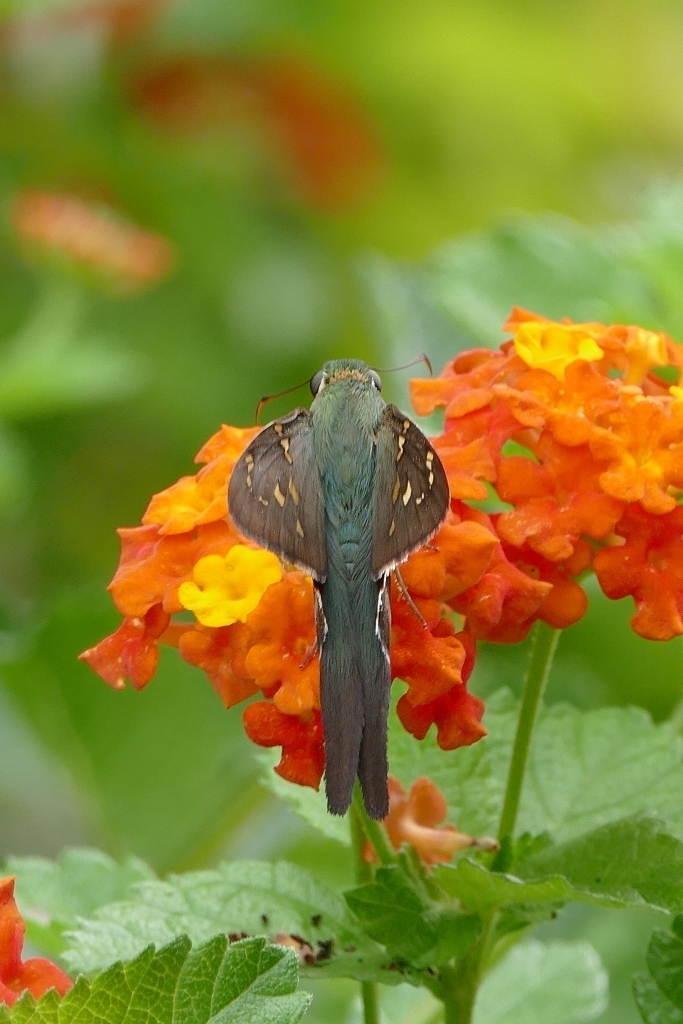 Image of Long-tailed Skipper
