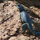 Image of Minor Lizard