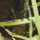 Image of Xanthagrion erythroneurum Selys 1876
