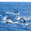 Image of Long-beaked Common Dolphin -- Longbeaked Common Dolphin