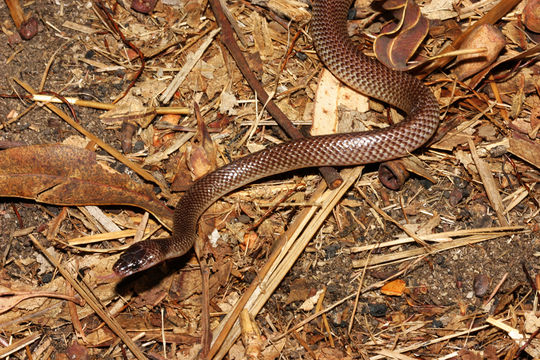 Image of Orange-naped snake