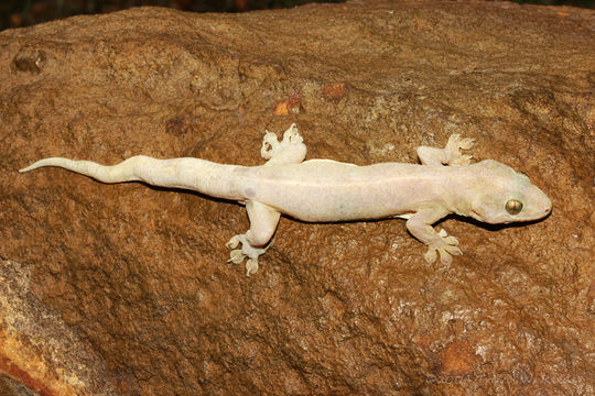 Image of <i>Gehyra australis</i>