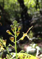 Image of <i>Collinsonia canadensis</i>