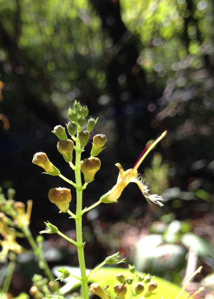 Image of <i>Collinsonia canadensis</i>