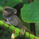 Image of Corytophanes cristatus (Merrem 1820)