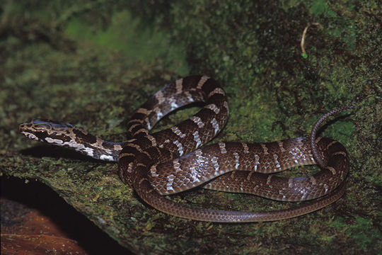 Image of <i>Mastigodryas melanolomus</i> (Cope 1868)