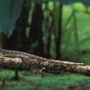 Image of Basiliscus basiliscus (Linnaeus 1758)