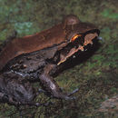 Image of Savage's Thin-toed Frog