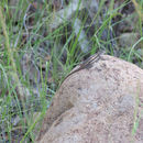 Image of Striped Plateau Lizard
