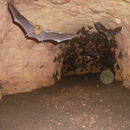Image of Noack's Leaf-nosed Bat