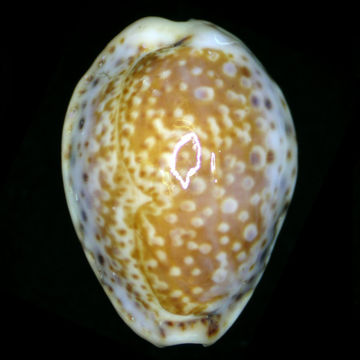 18.https www inaturalist org photos 1155000.580x360