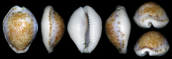 18.https www inaturalist org photos 1155005.580x360