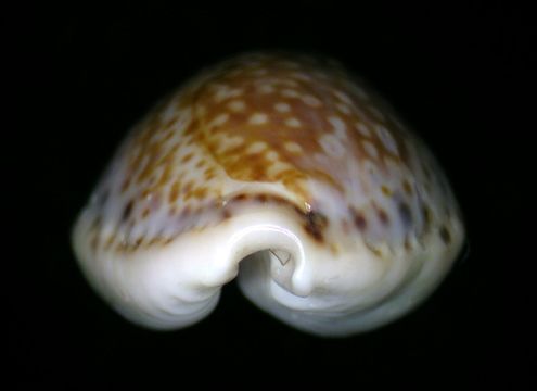 18.https www inaturalist org photos 1155006.580x360