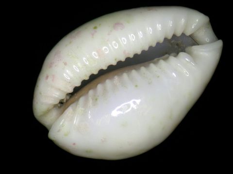18.https www inaturalist org photos 1155008.580x360