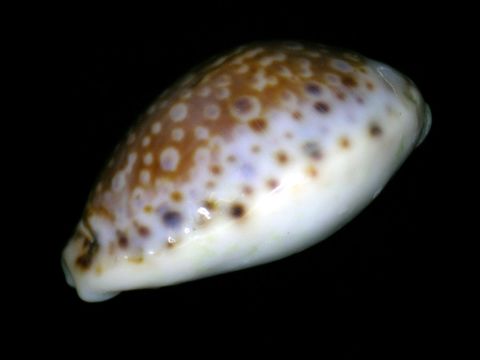 18.https www inaturalist org photos 1155009.580x360