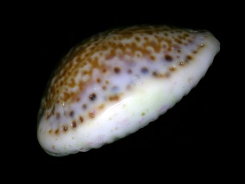 18.https www inaturalist org photos 1155010.580x360