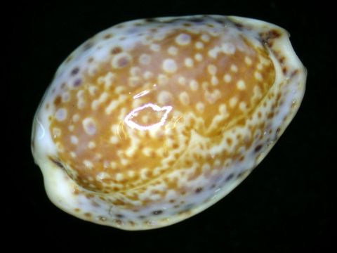 18.https www inaturalist org photos 1155011.580x360