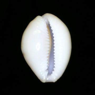 18.https www inaturalist org photos 1155017.580x360