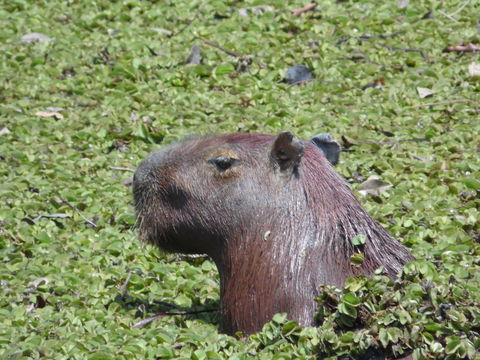 18.https www inaturalist org photos 1155845.580x360