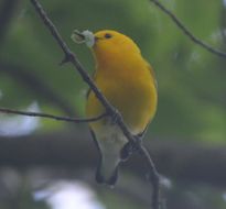 Image of Prothonotary warbler