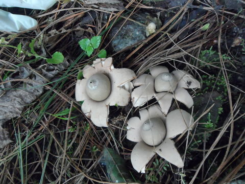 Image of <i>Geastrum fimbriatum</i>