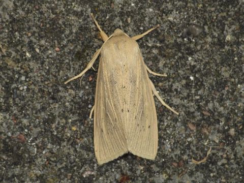 Image of Large Wainscot
