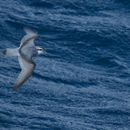 Image of Antarctic Prion