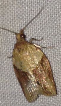 Image of Light brown apple moth