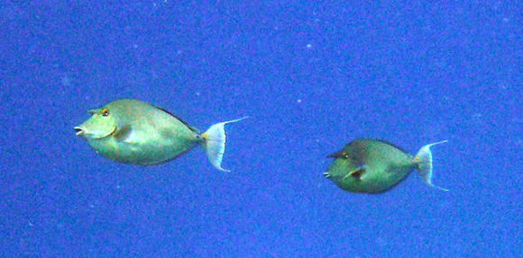 Image of Bluespine Unicornfish