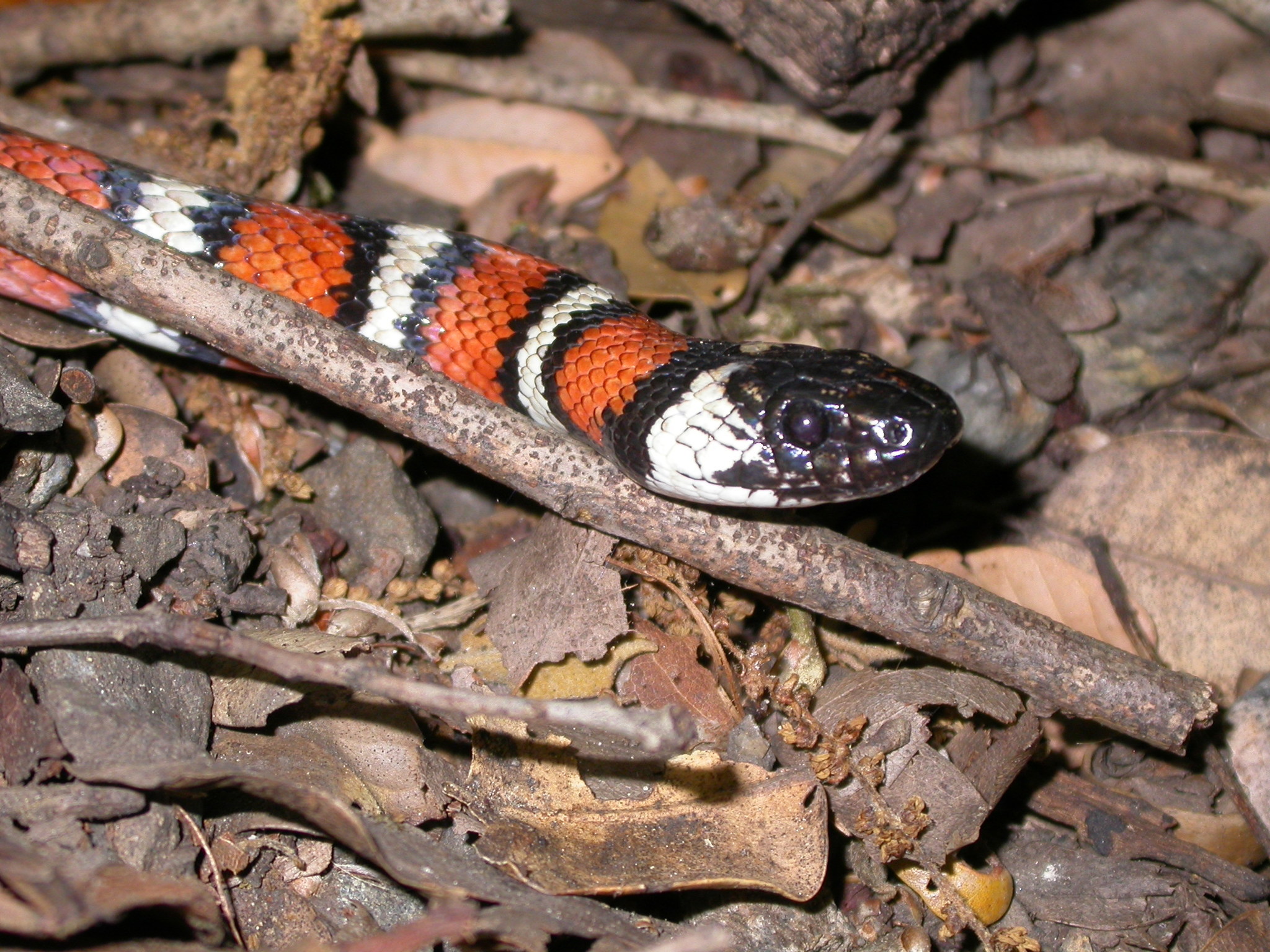 Королевская Калифорнийская змея (Lampropeltis getulus californiae) Banded Cafe