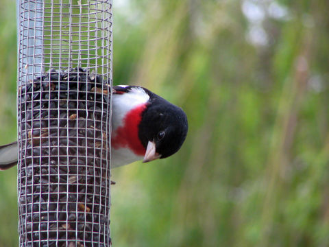 Image of Rose-breasted grosbeak