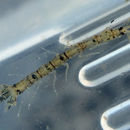 Image of Isopod