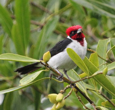 18.https www inaturalist org photos 1159372.580x360