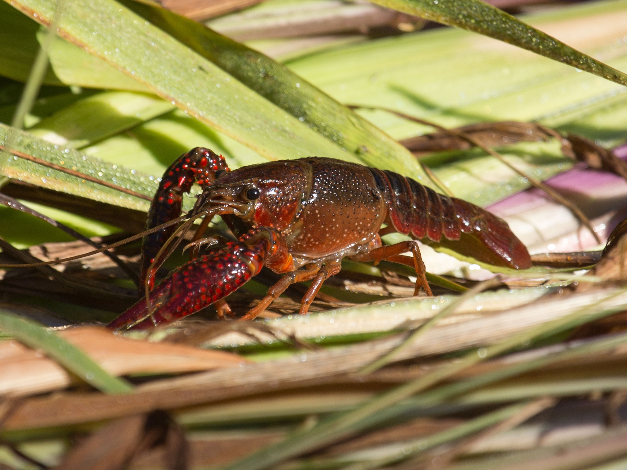 Image of Red swamp crawfish