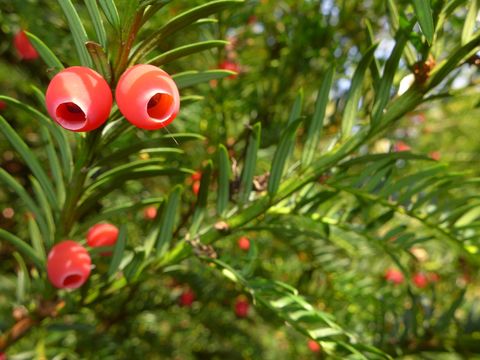 Image of <i>Taxus baccata</i>