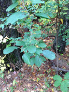 Image of <i>Rhamnus cathartica</i>