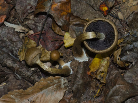 Image of <i>Lacrymaria lacrymabunda</i>
