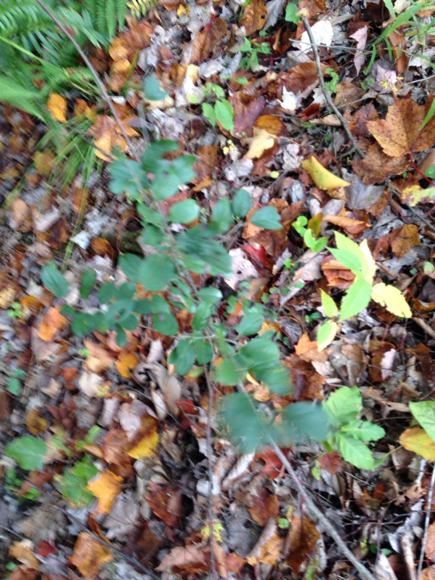 Image of <i>Rhamnus cathartica</i>