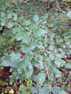 Image of <i>Rhamnus cathartica</i>